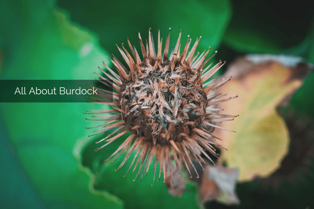 burdock root