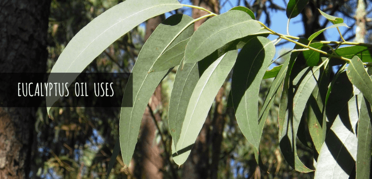 eucalyptus oil uses