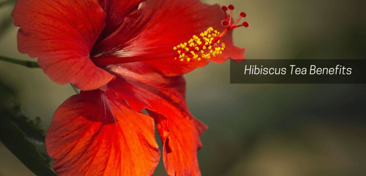 hibiscus benefits