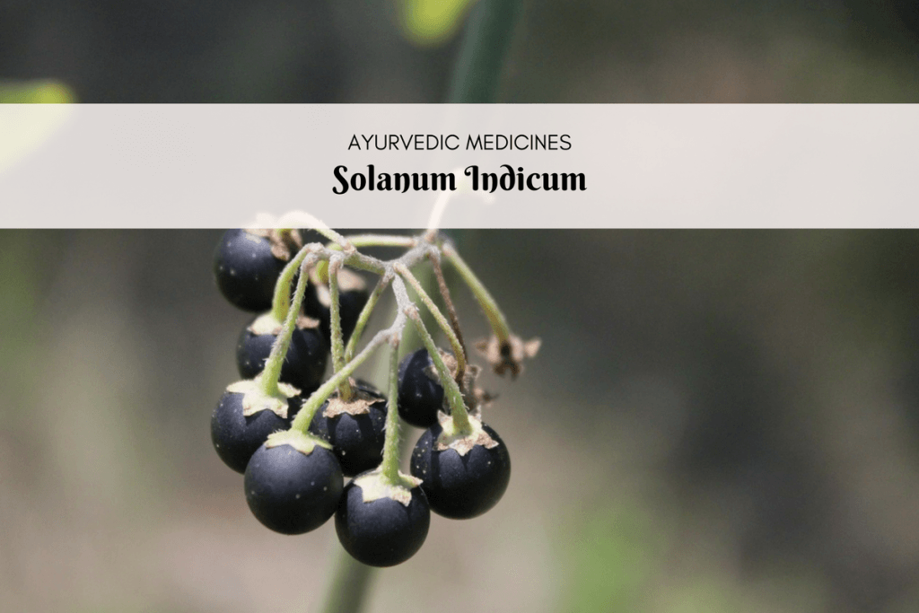 solanum indicum