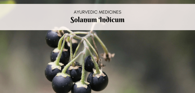 solanum indicum