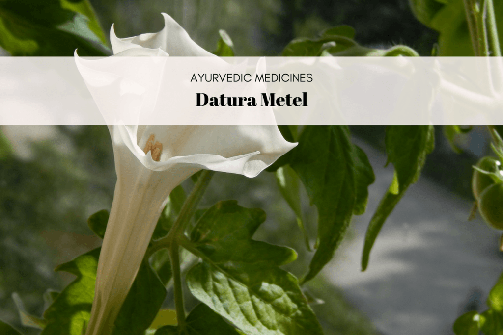 datura metel