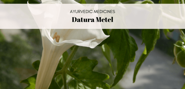 datura metel