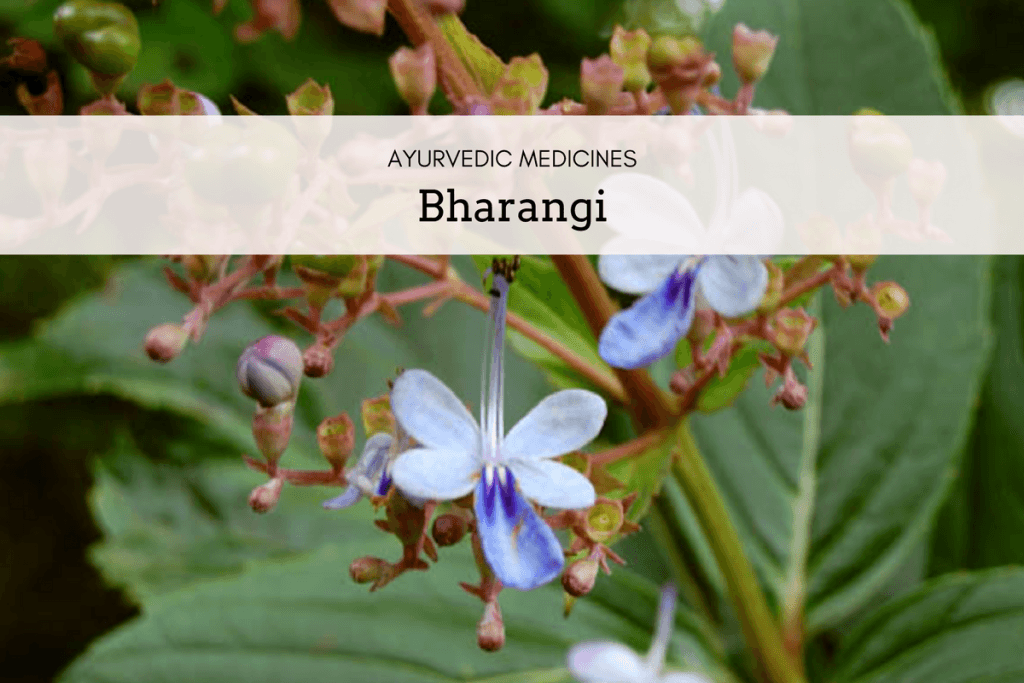 clerodendrum serratum