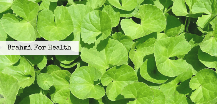 brahmi benefits