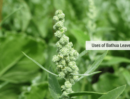 Benefits, Dosage And Side Effects Of The Chirata Herb