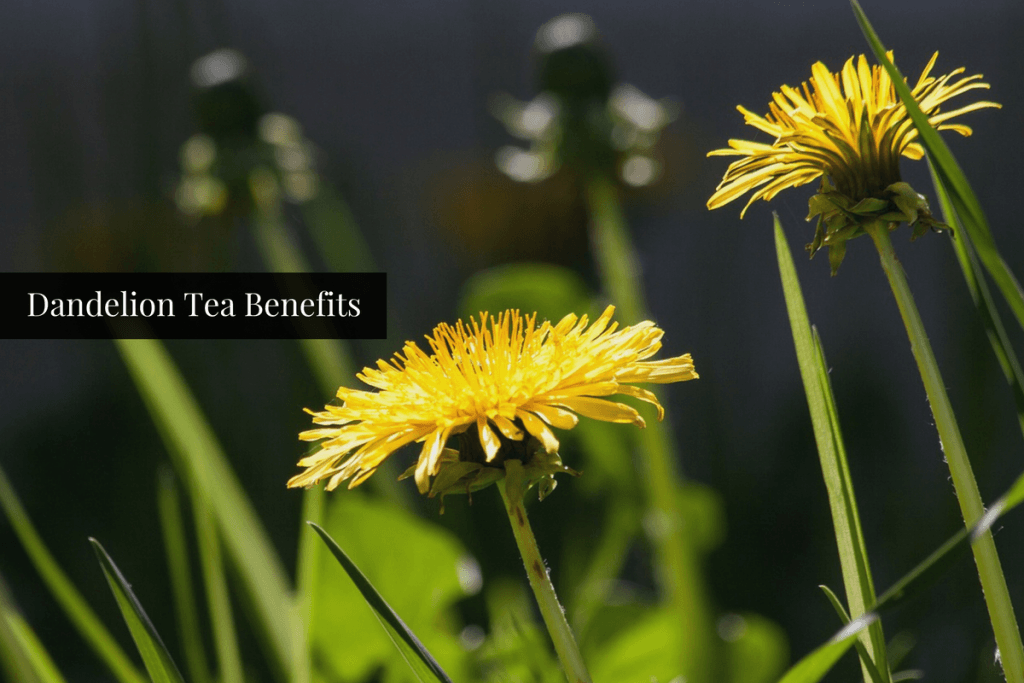 dandelion tea benefits