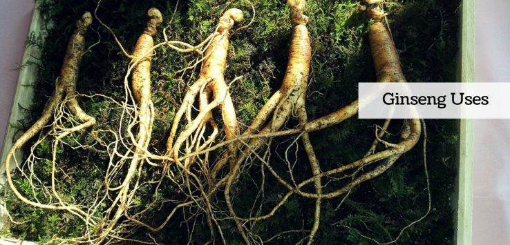 ginseng uses