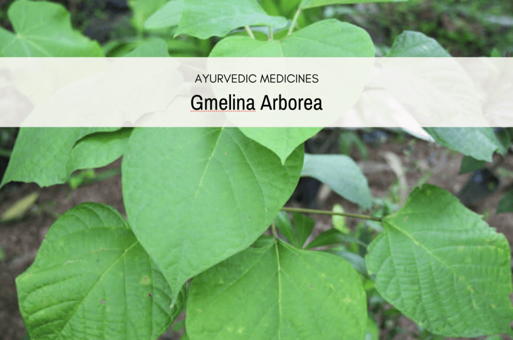 gmelina plant