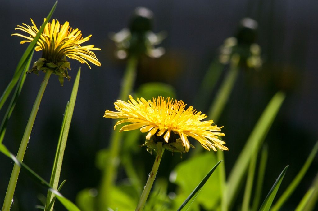 dandelion tea benefits