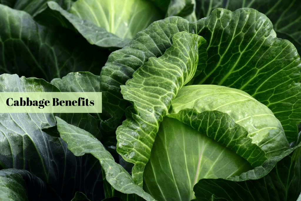 benefits of cabbage