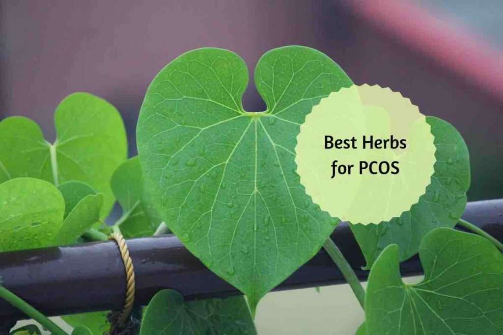 ayurvedic herbs for PCOS