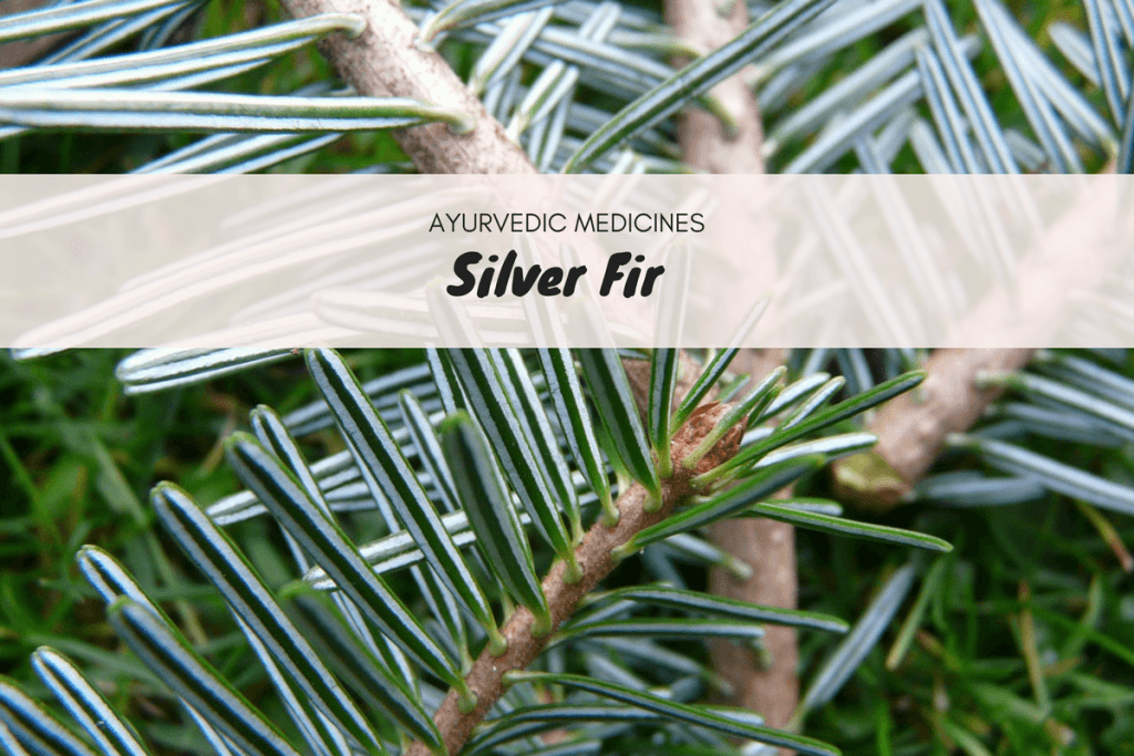 silver-fir