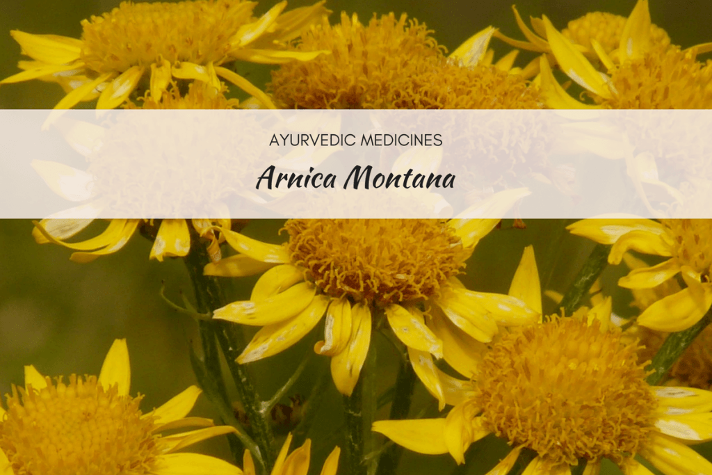 arnica montana