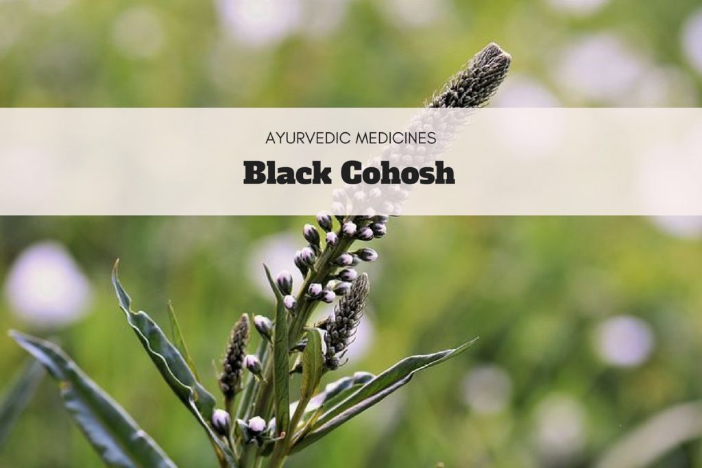 black cohosh uses