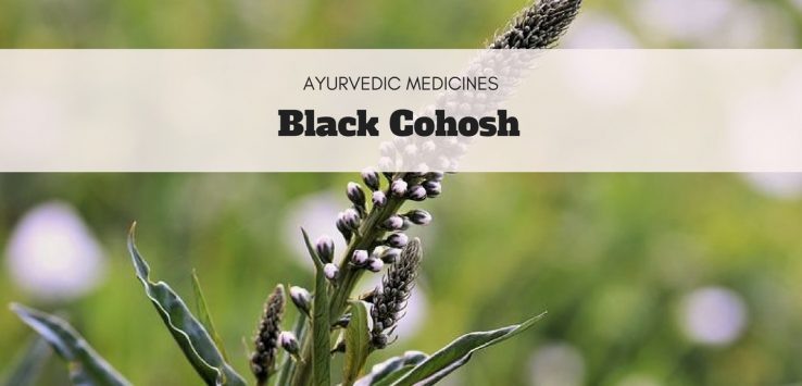 black cohosh uses