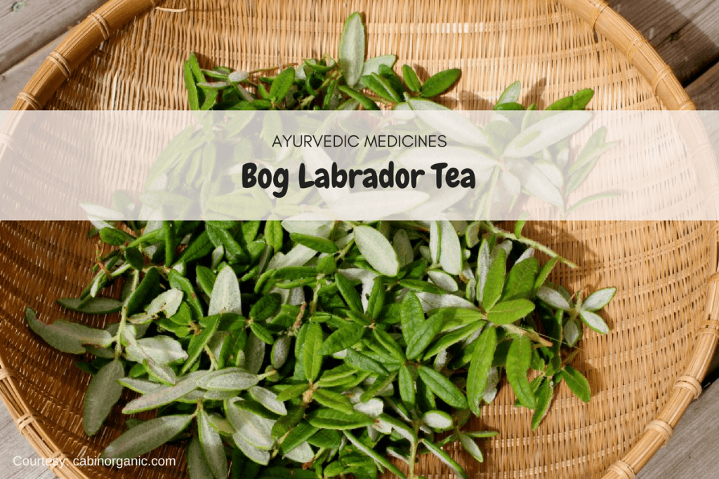 bog labrador tea