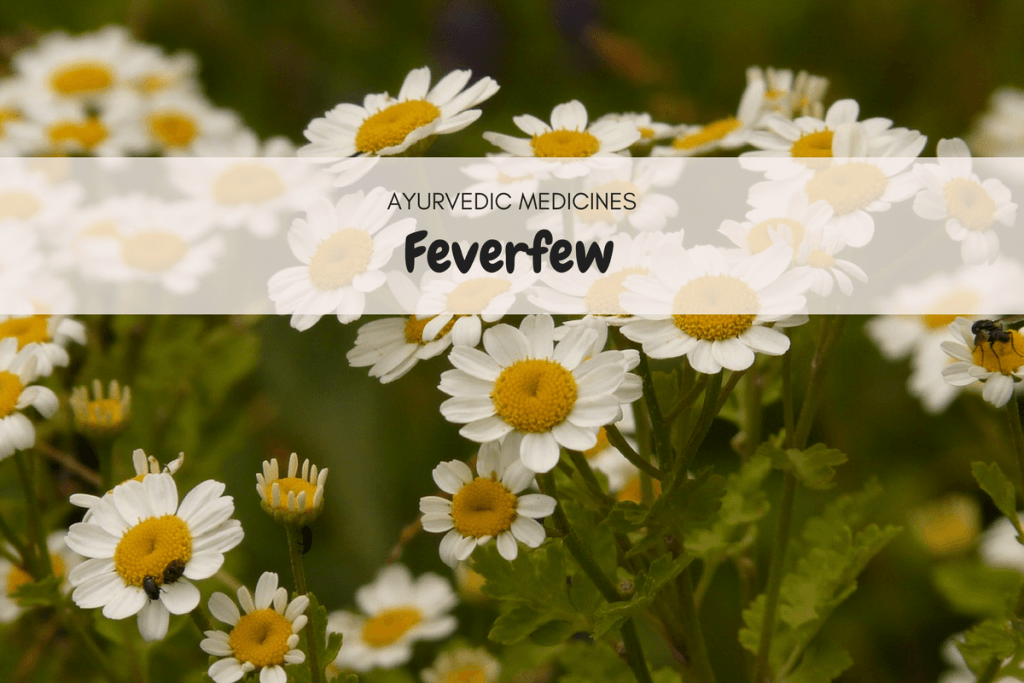 feverfew