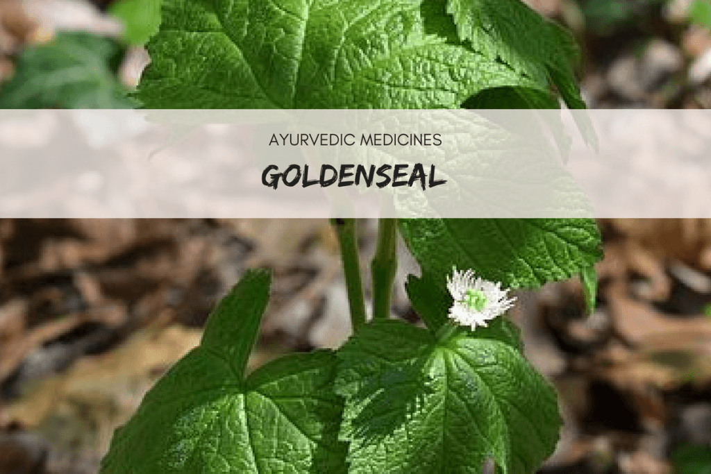 goldenseal