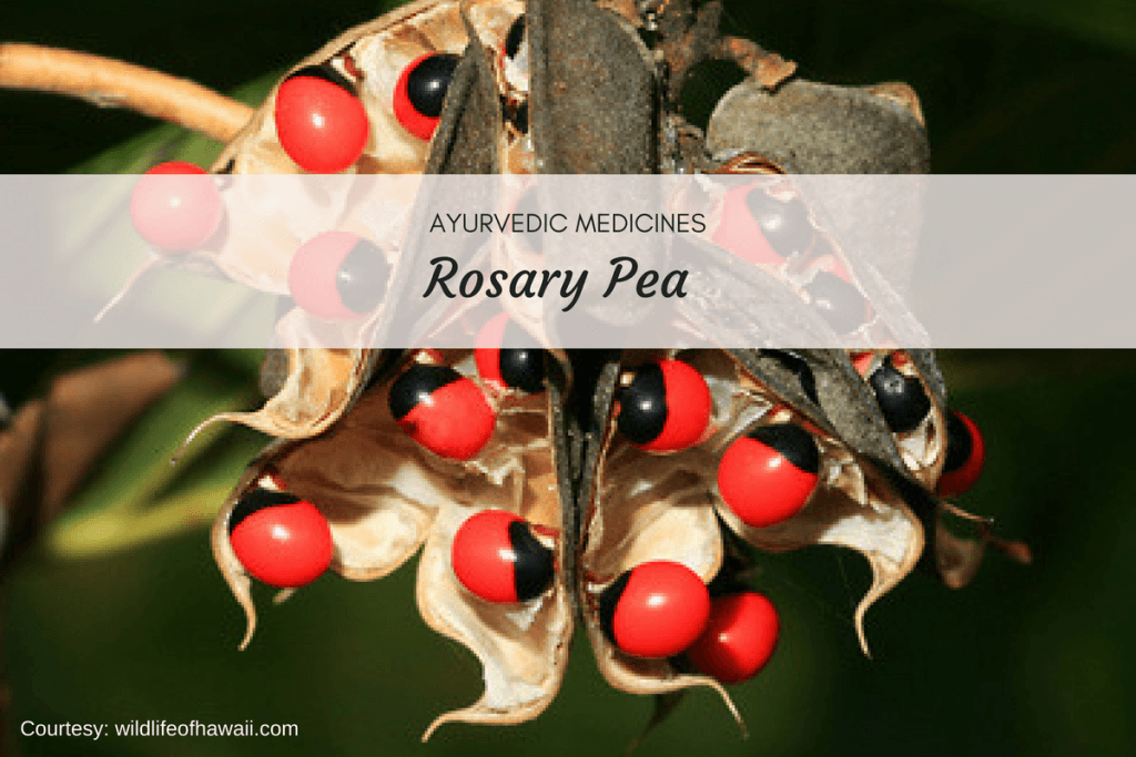 rosary pea