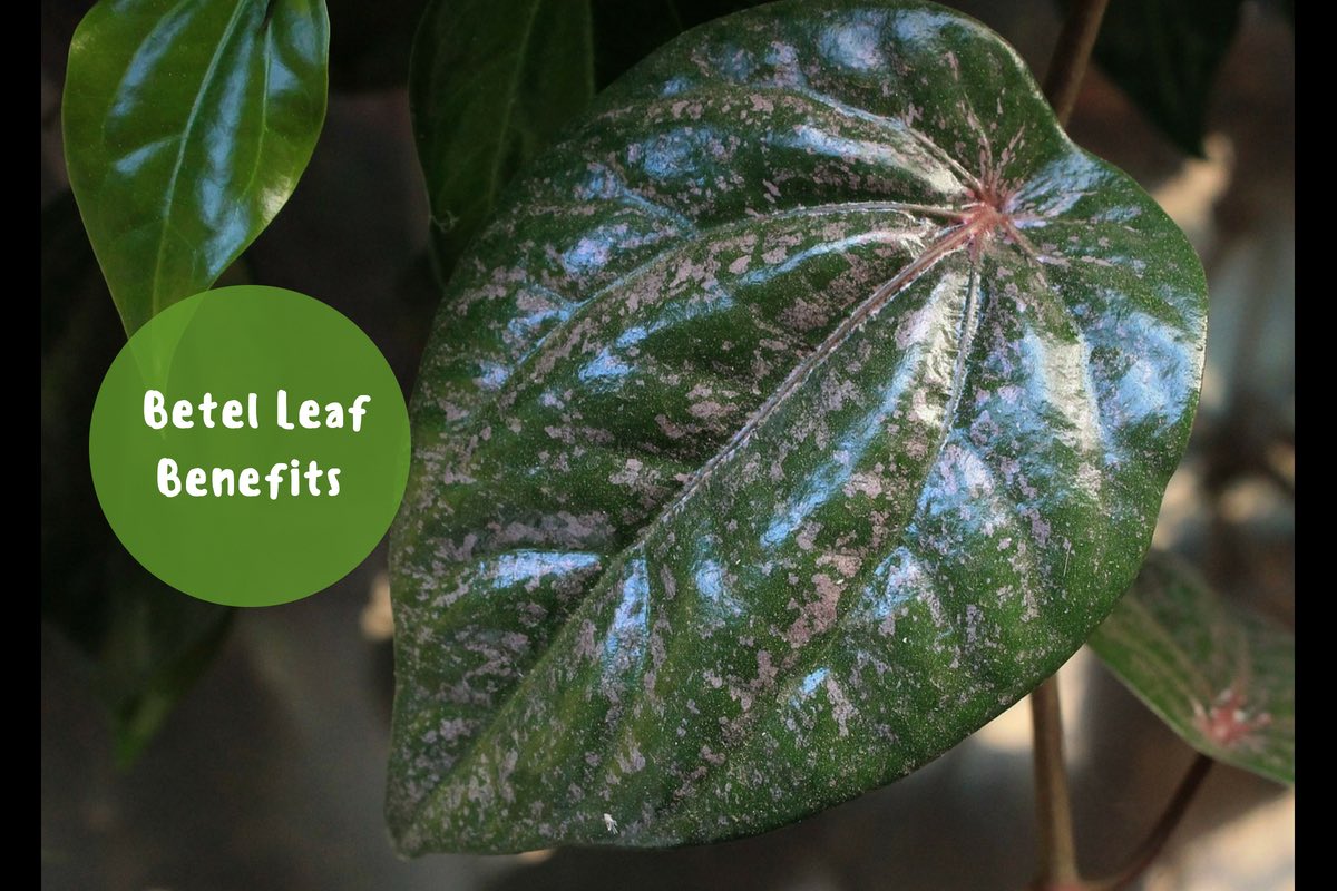 Benefits Of Having Betel Leaves