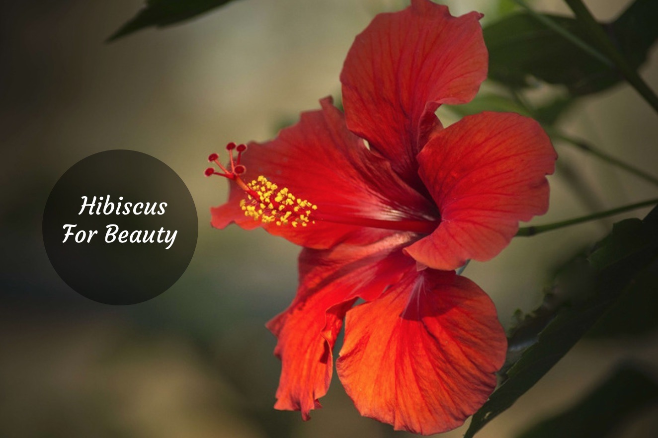 Hibiscus Flower Beauty Benefits You'd Wish You Knew Earlier!