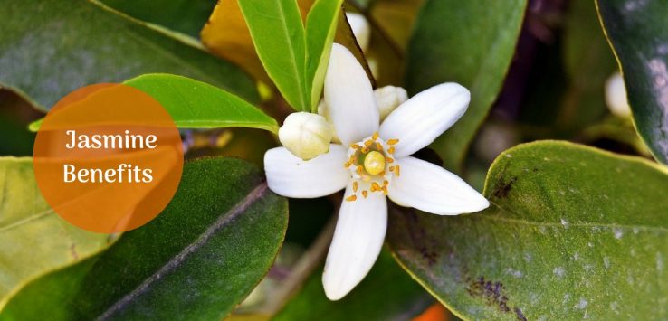 Jasmine Tea Benefits: Queen of Flowers With Wonderful Health Benefits