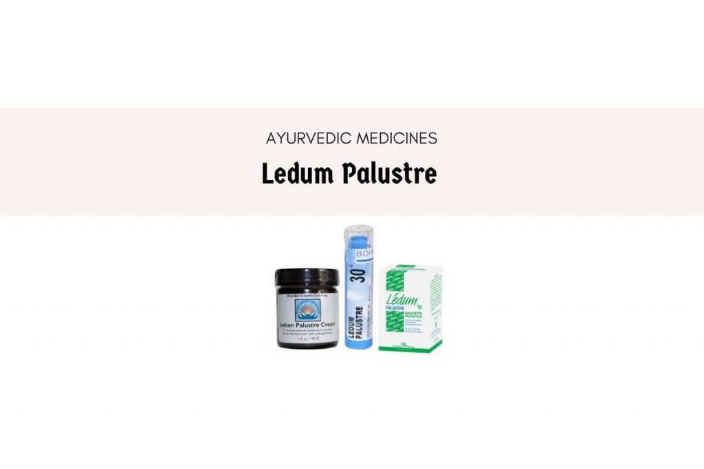 ledum palustre