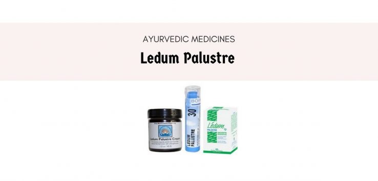 ledum palustre