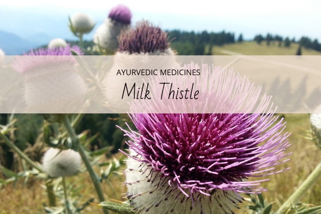 milk thistle uses