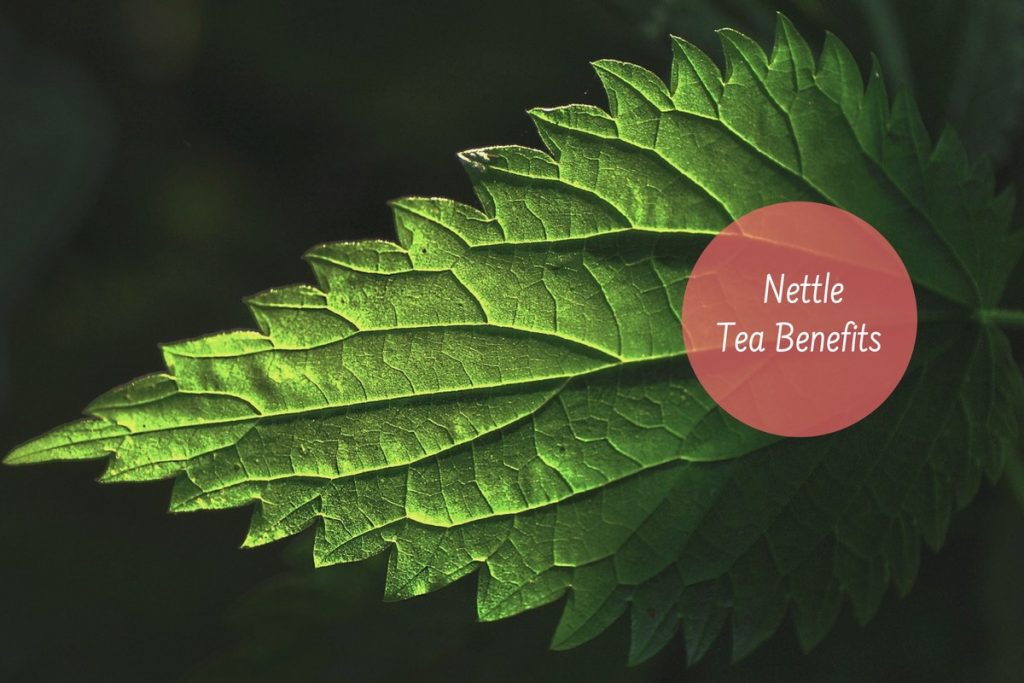 nettle tea benefits