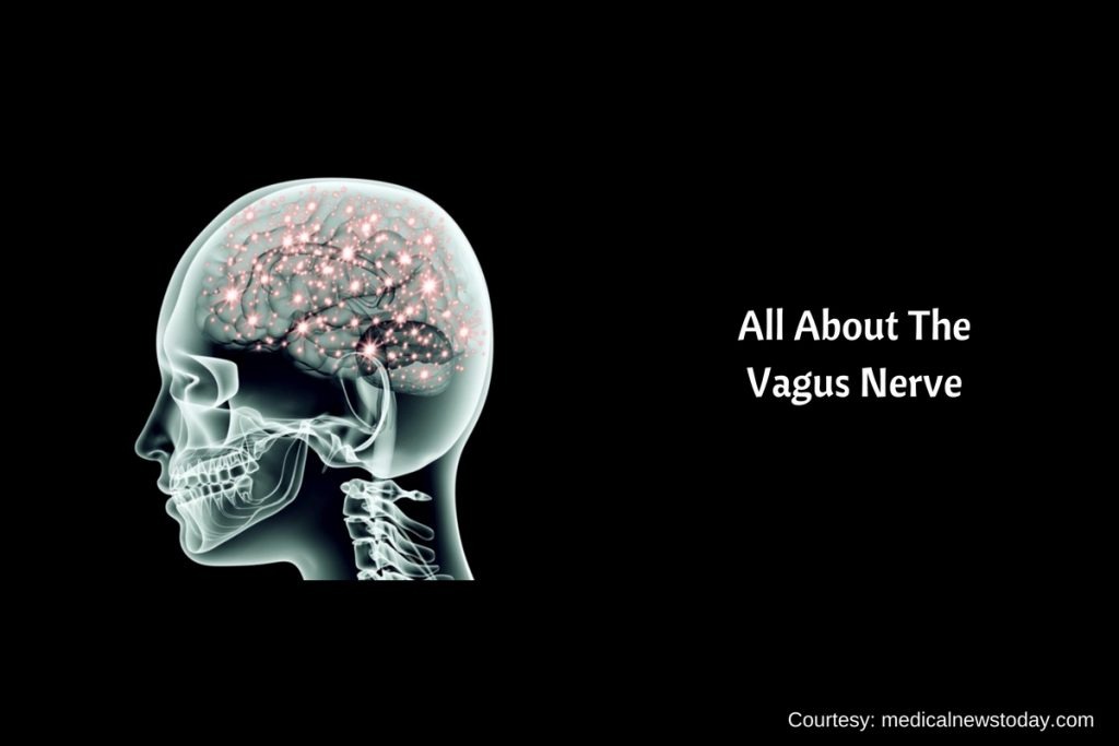 vagus nerve