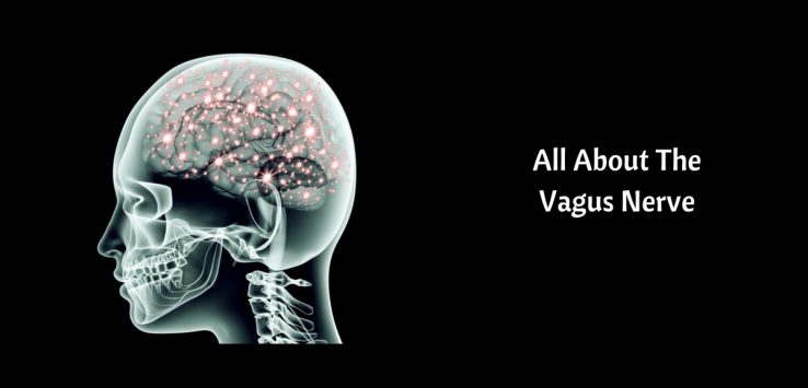 vagus nerve