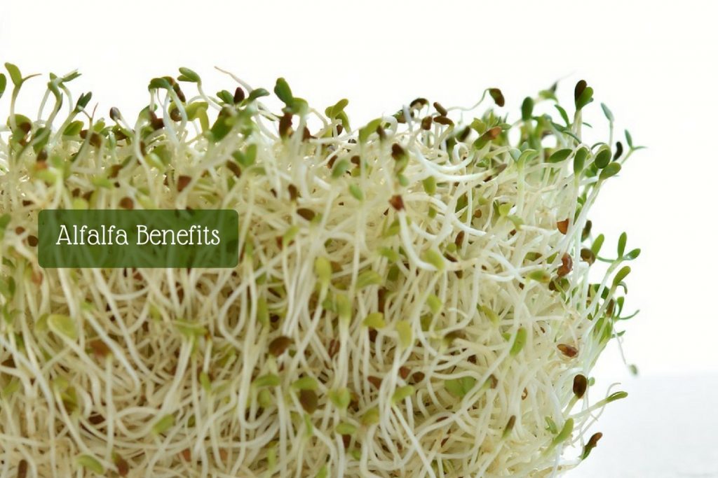 alfalfa plant benefits