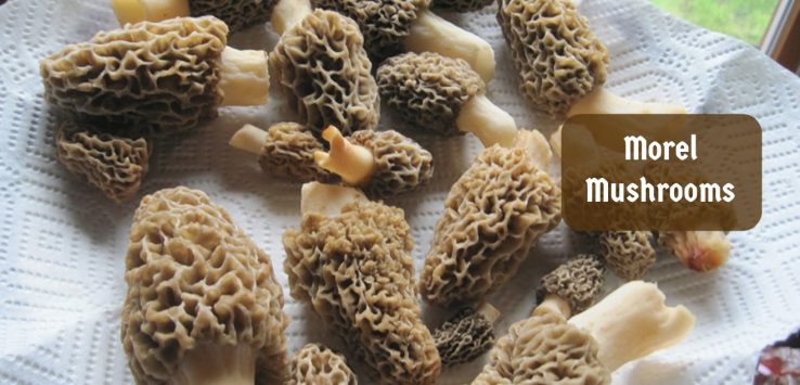 morel mushrooms