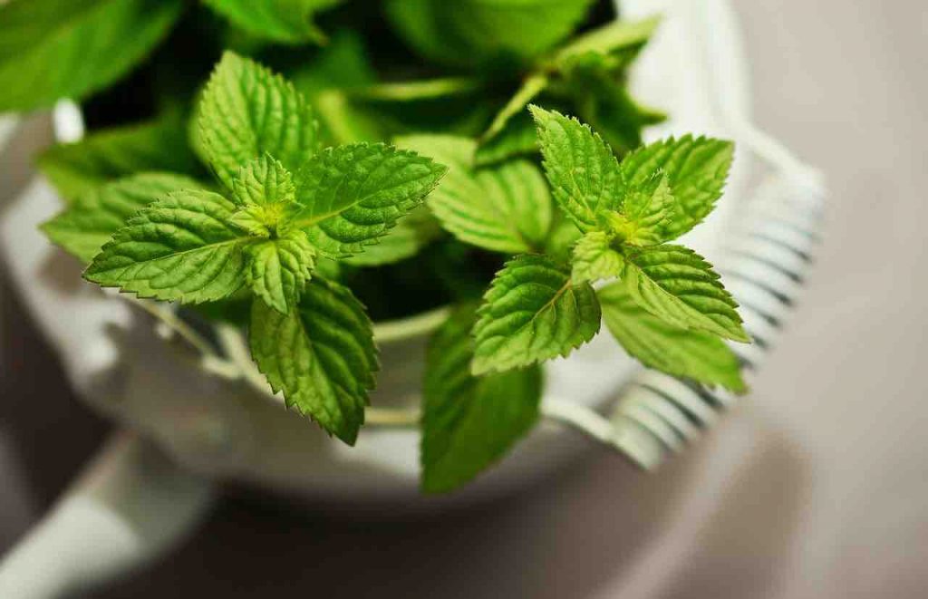 peppermint oil