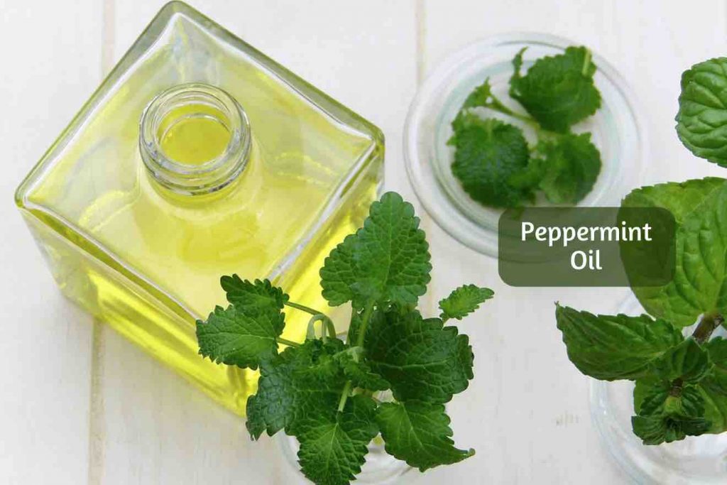 peppermint oil uses