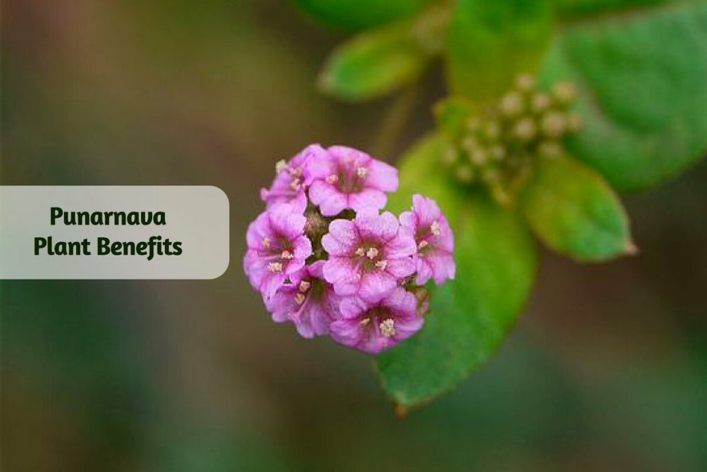 Punarnava Benefits - Ayurvedum