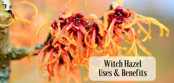 Witch hazel uses _ Ayurvedum