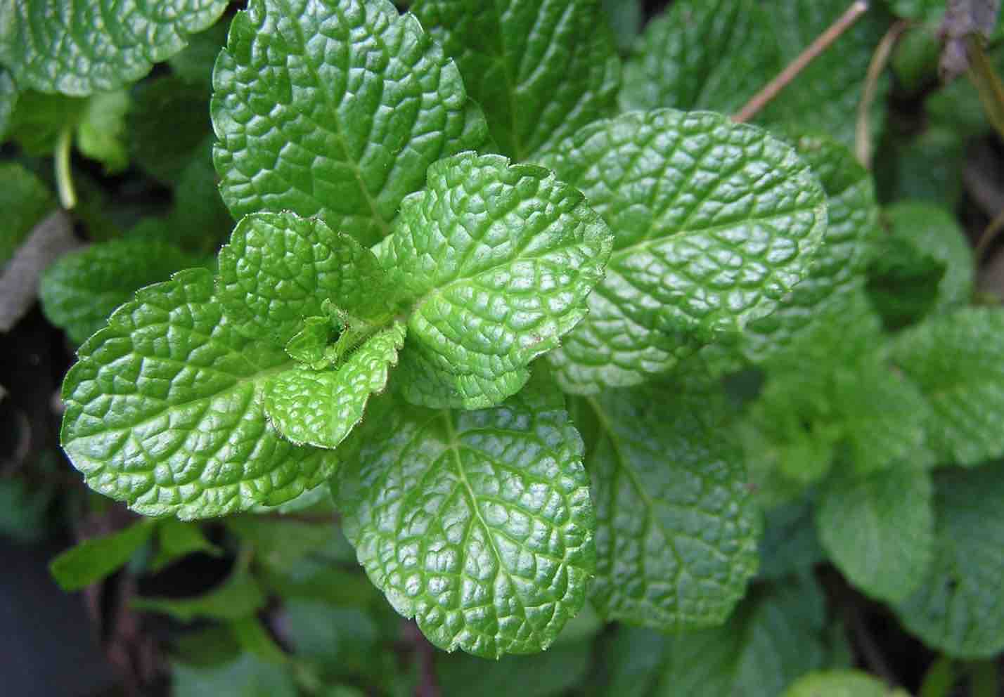 Health Benefits Of Mint Leaves: A Refreshing Natural Medicine