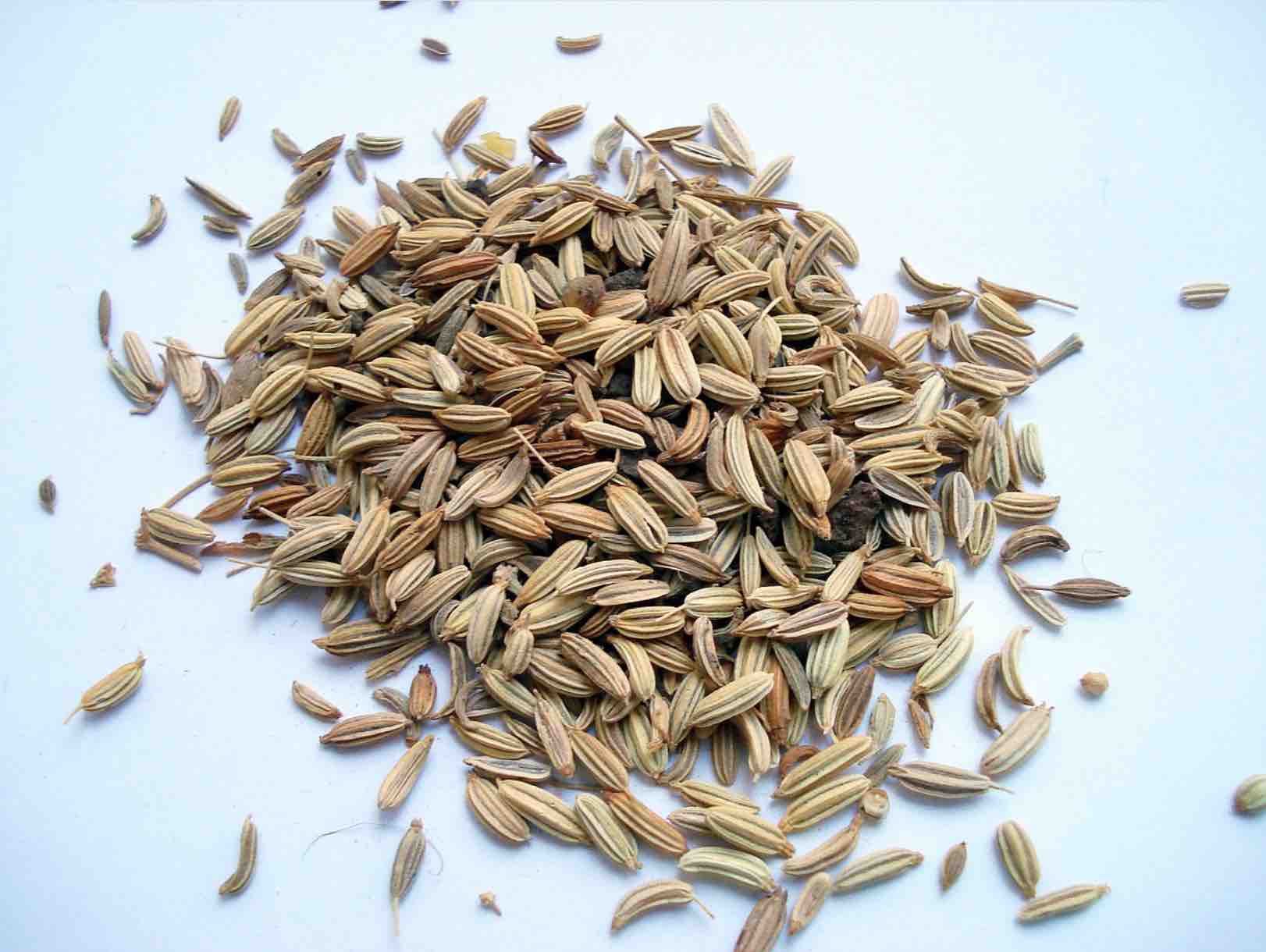 digestive herbs and spices fennel