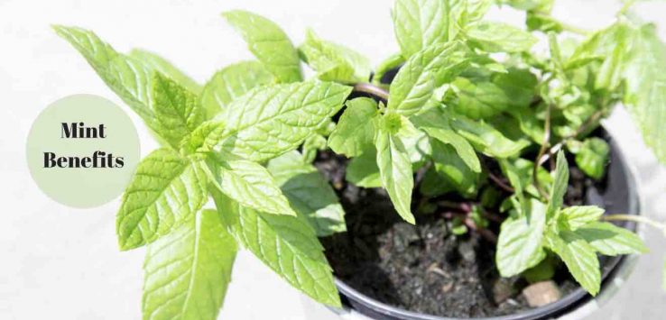 health benefits of mint