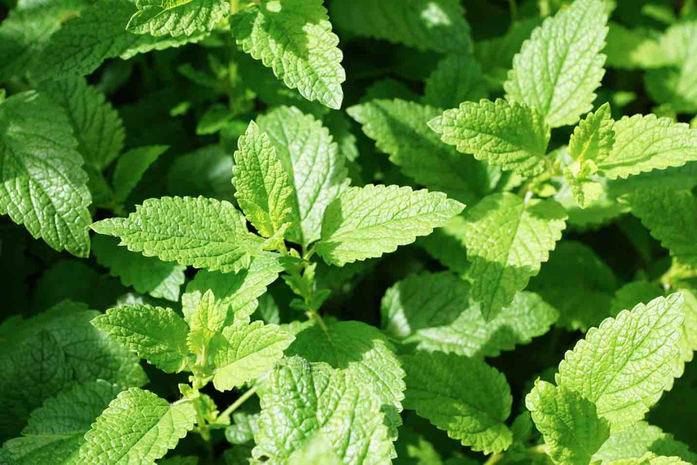 Health Benefits Of Mint Leaves: A Refreshing Natural Medicine