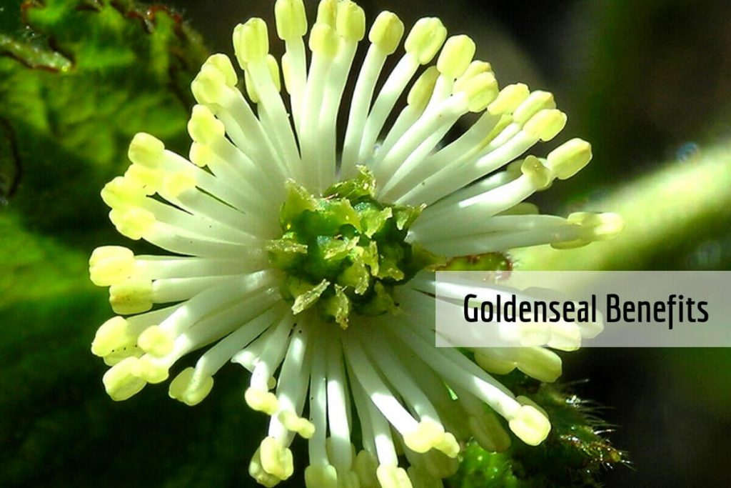 Goldenseal benefits _ Ayurvedum