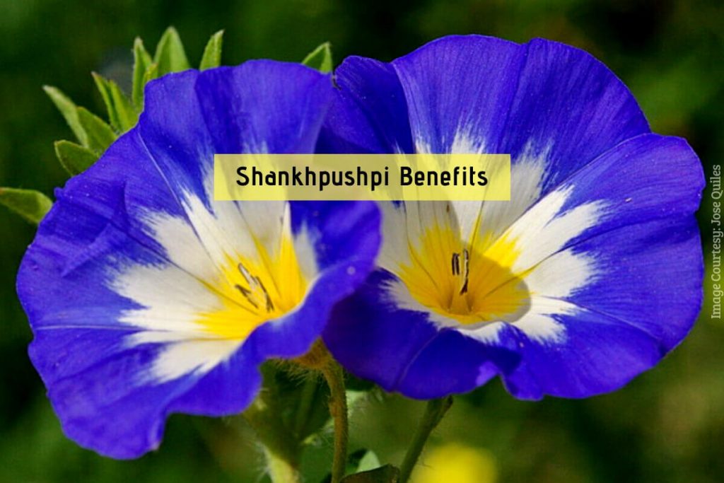 Shankhpushpi Benefits _ Ayurvedum