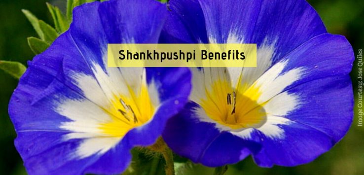 Shankhpushpi Benefits _ Ayurvedum