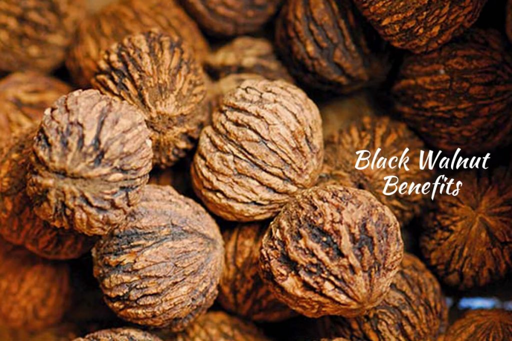 Black Walnut _ Ayurvedum