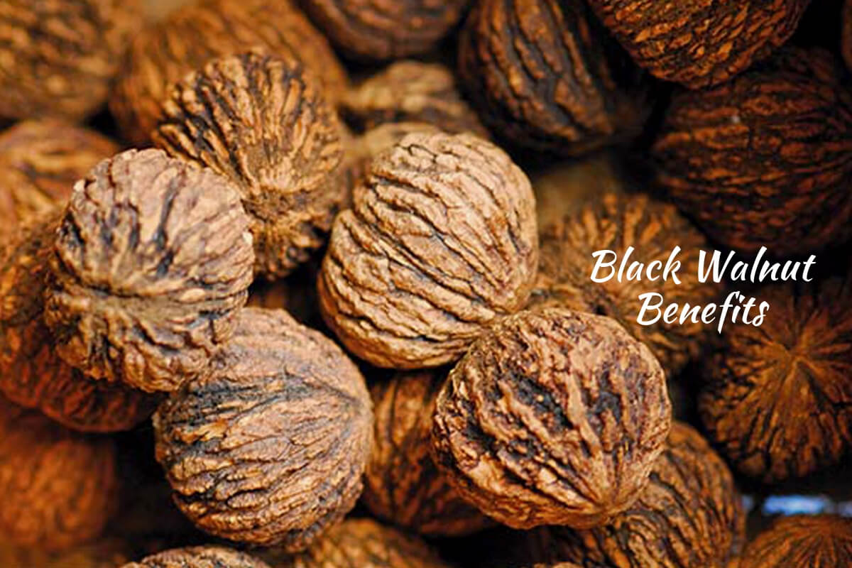 Black Walnuts   Ayurvedum 