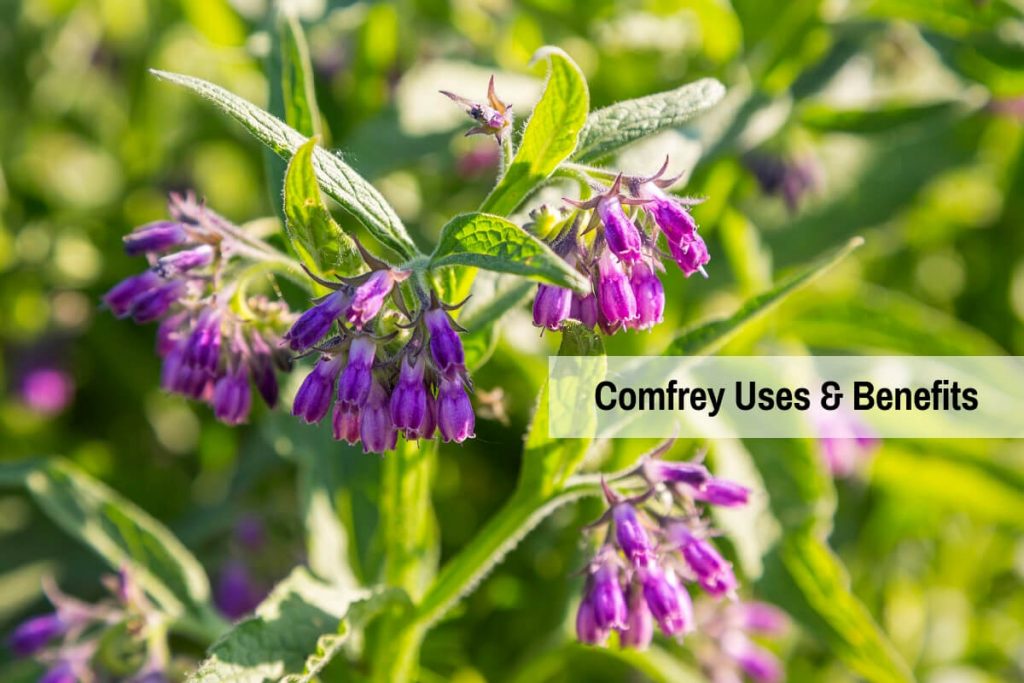 Comfrey uses _ Ayurvedum