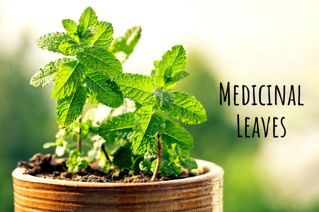 Herbal leaves _ Ayurvedum